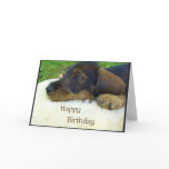Happy Birthday, cute Dachshund puppy cards