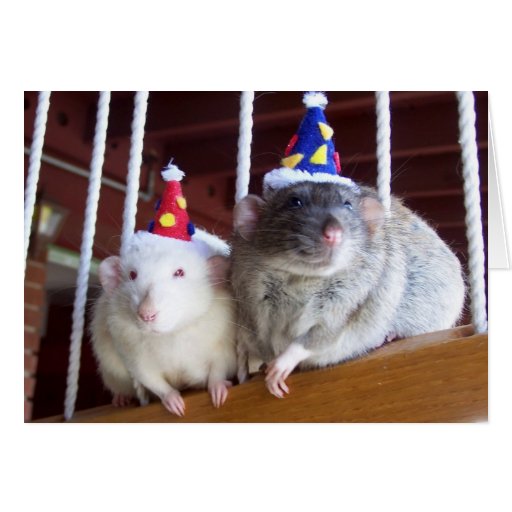 Happy Birthday Greeting Cards