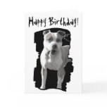 Happy birthday pitbull greeting card