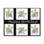 Happy Birthday Postcard
