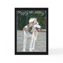 Happy Birthday  Siberian Husky greeting card