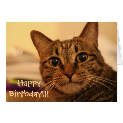 happy birthday tabby cat card zazzle