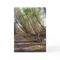 Happy Birthday -  Washed Out Path Cards