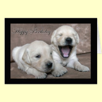 Happy Birthday yawning puppy cards