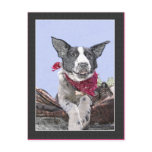 Happy Black and White Border Collie