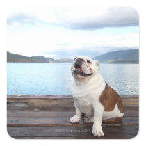 happy bull dog sitting on deck near lake square sticker