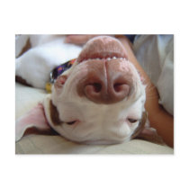 Happy Dog
