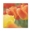Happy Easter Tulips magnets