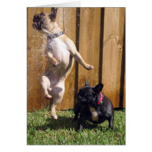 Happy French Bulldog Greeting Cards