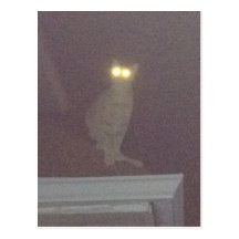 Happy Halloween Cat! Post Card