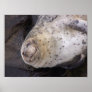 Happy Harbour Seal