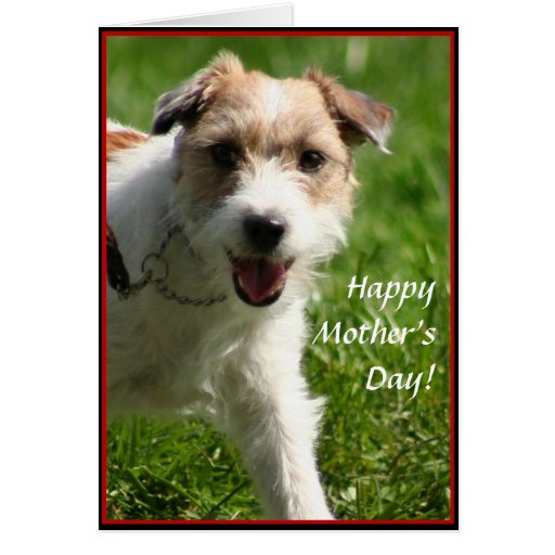 happy-mother-s-day-jack-russell-terrier-card-zazzle
