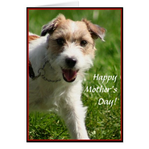 Happy Mother s Day Jack Russell Terrier Card Zazzle