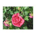 Happy Old Rose postcards