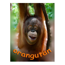 Happy Orangutan Postcard