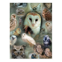 Happy Owls postcards