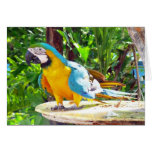 Happy Parrot