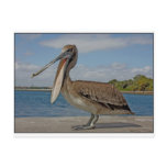 Happy Pelican Post Cards