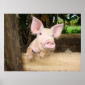 Happy Pig posters