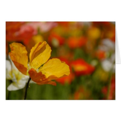Happy Poppy Card by pulsDesign