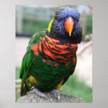 Happy Rainbow Lorikeet Poster
