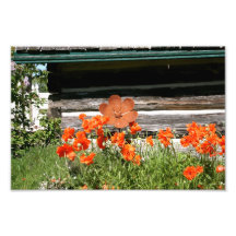 Happy Red Poppies Art Photo