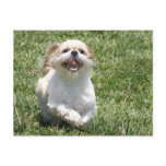 Happy running Shih Tzu postcards