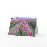 Happy Spring Pink Tulips