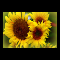 Happy Sunflowers posters