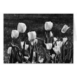 Happy Tulips Black and White cards