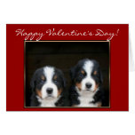 Happy Valentine's Day Bernese Mountain Dog card