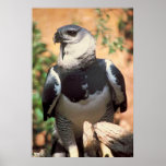 Hapyia Eagle Posters