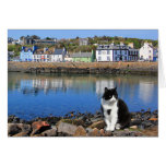 Harbour Cat, Portpatrick, Scotland Greeting Card