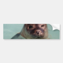 Harbour Seal Bumper Sticker