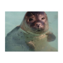 Harbour Seal Postcard