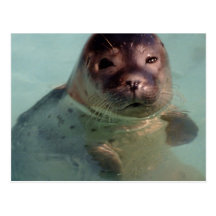 Harbour Seal Postcard
