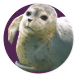 HARBOUR-SEAL PUP Wildlife-supporter Sticker