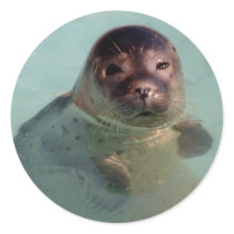 Harbour Seal Sticker