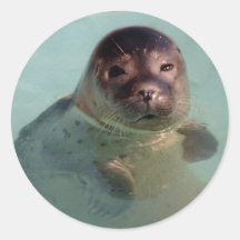 Harbour Seal Sticker