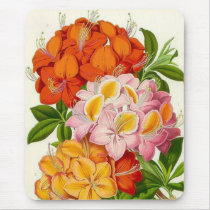 "Hardy Azaleas" by Sir Joseph Paxton