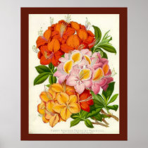 "Hardy Azaleas" by Sir Joseph Paxton