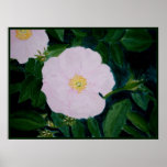 HARDY PINKS posters