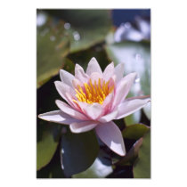 Hardy Water Lily Photo Print