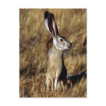 Hare Raising Postcard