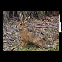 Hare Today, Gone Tomorrow Card