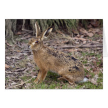 Hare Today, Gone Tomorrow Card