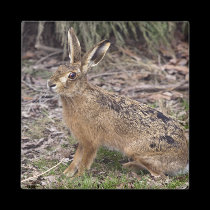 Hare Today, Gone Tomorrow Magnet