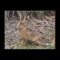Hare Today, Gone Tomorrow Postcard