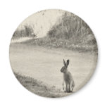 Hare today magnets