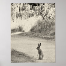 Hare today posters